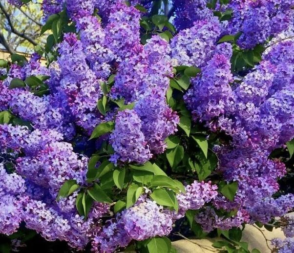 Как сохранить красоту сирени: секреты успешного ухода после лета