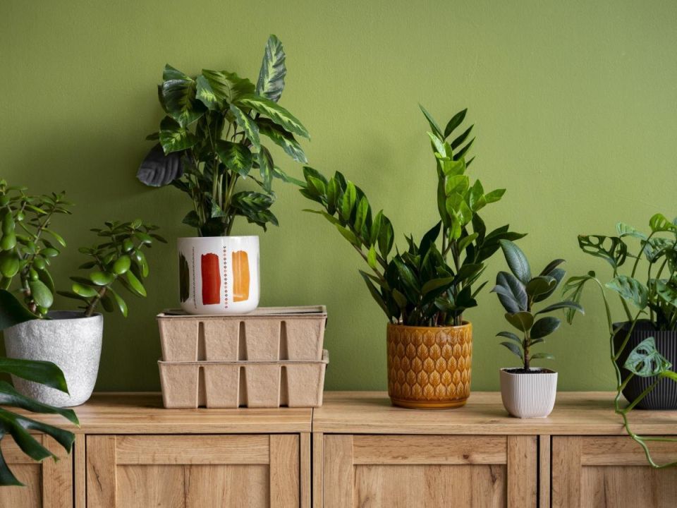 Уникальный рецепт витаминов для домашних растений из аптечки