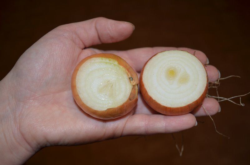 Три простых способа вырастить зеленый лук к Новому году прямо у себя дома