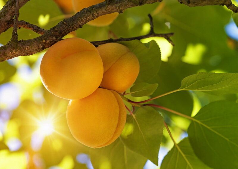 Выращивание абрикоса из косточки: шаг за шагом