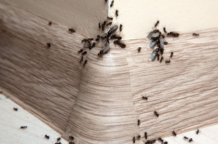 Как избавиться от муравьев: эффективные методы и народные средства