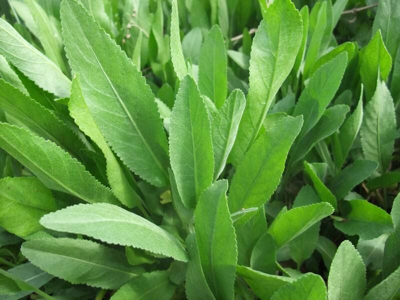 Кануфер: забытая пряность с библейским наследием