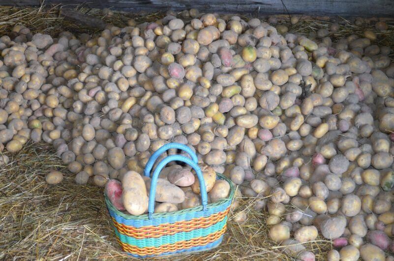Как сохранить картошку в погребе зимой: простые советы