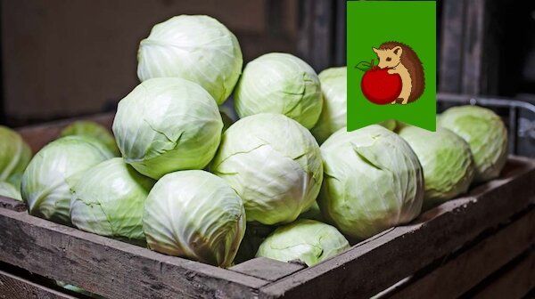 Как правильно хранить капусту: секреты долгого свежести