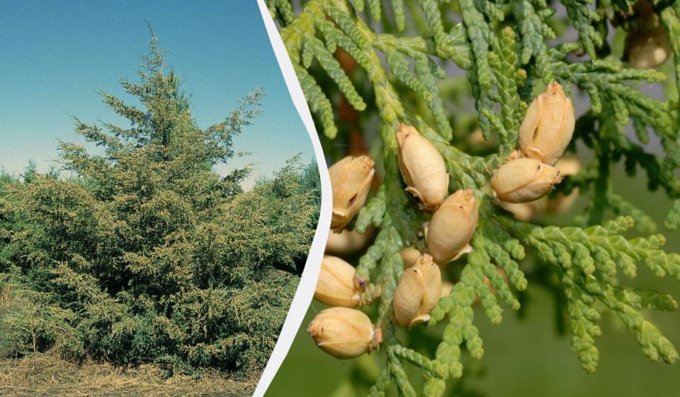 Почему осенняя обрезка хвойных - это ошибка: 8 вечнозелёных, которые лучше поджидать весной