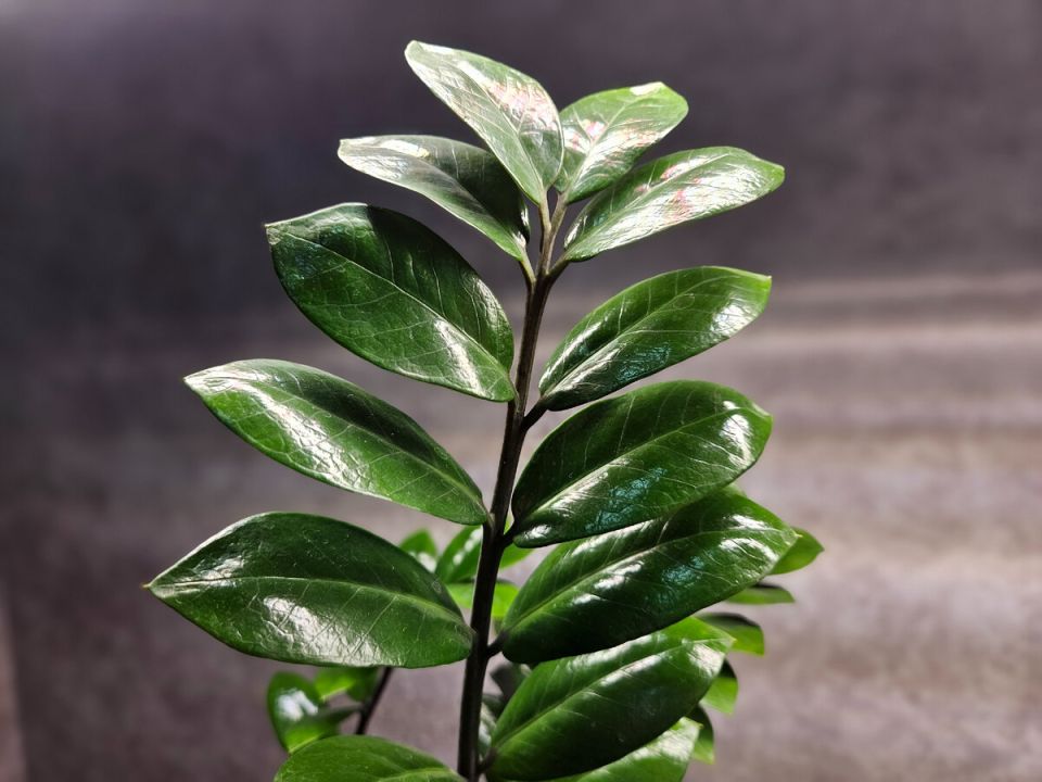 Пять тенелюбивых растений для вашего дома и хитрость для их выживания в темных уголках