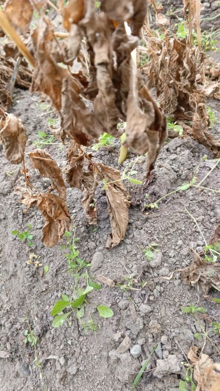 Почернела ботва картошки: фитофтора или конец сезона?