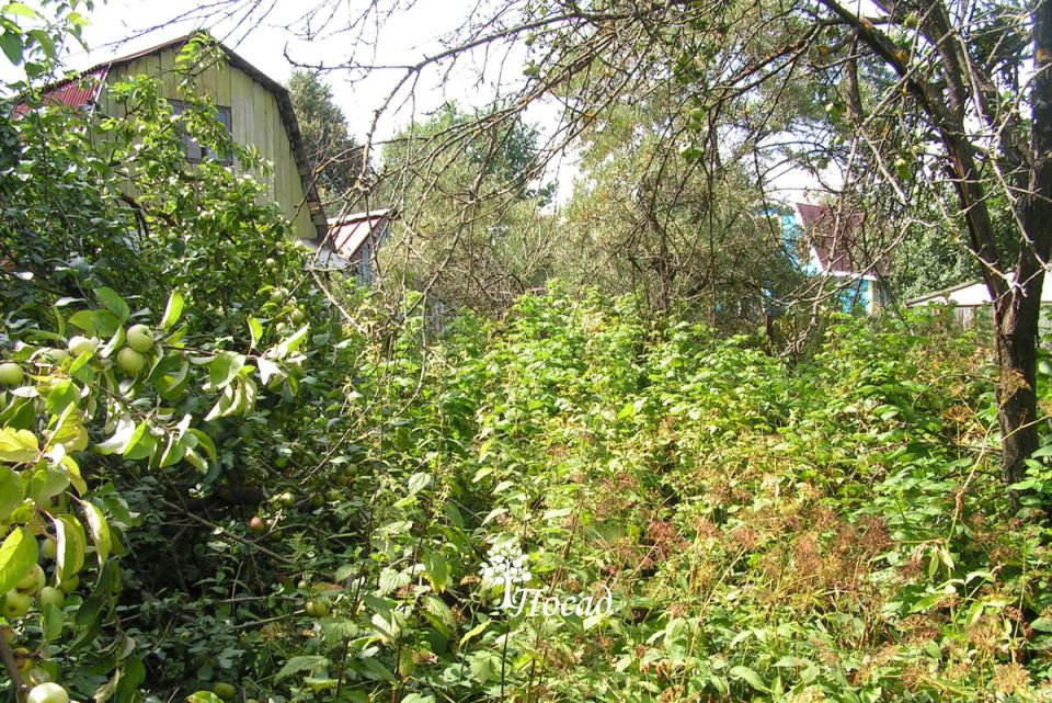 Переосмысление дачной жизни: почему люди меняют свои участки