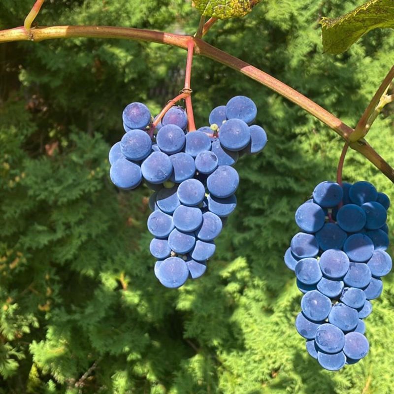 Как правильно укрыть виноград на зиму