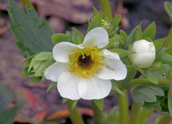 Как выбрать идеальные предшественники для клубники