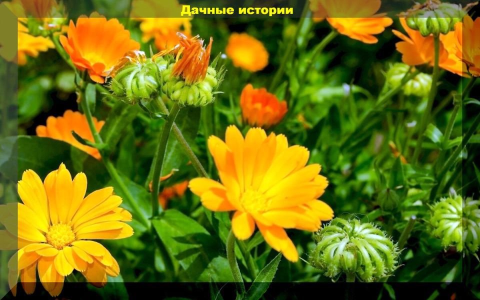 Подзимний посев: секреты успеха для цветов и овощей в условиях холода