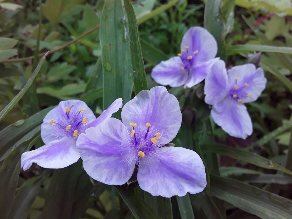 Цветы, которые живут одним днем: что скрывают садоводы