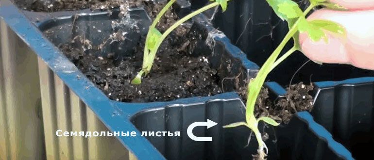 Выращивание корневого сельдерея: секреты успеха