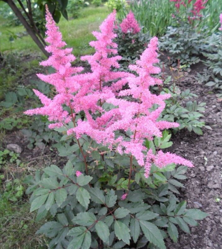 Топ-8 многолетних цветов, требующих регулярного обновления