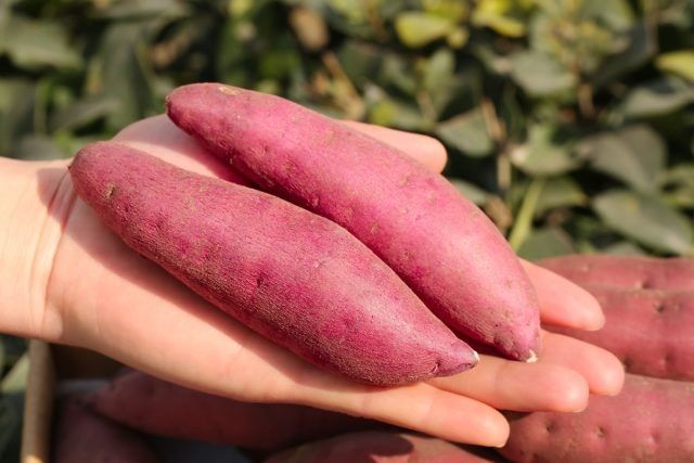 Гены на грани: как природа уже давно экспериментирует с генно-модифицированными организмами