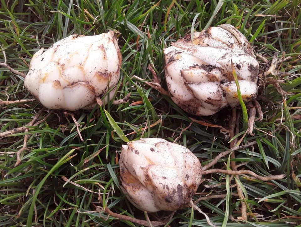 Лилии в горшках: полезный эксперимент по выявлению пересорта