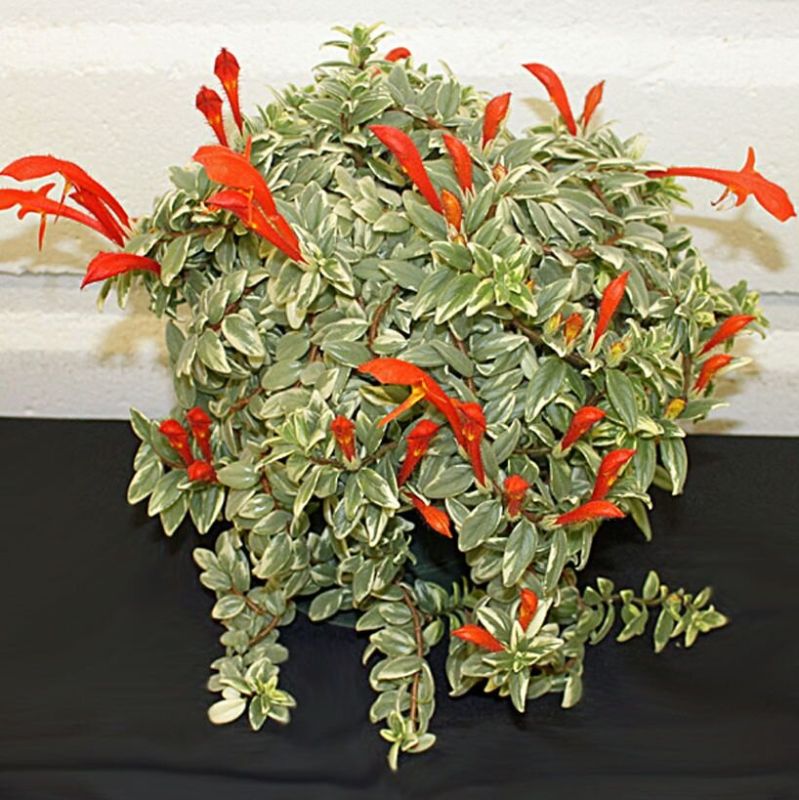 Колумнея: как выращивать