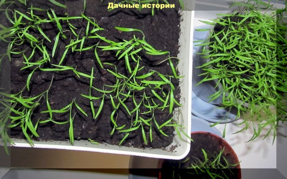 Как вырастить укроп из рассады: секреты раннего урожая