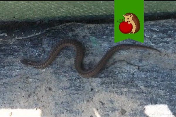 Почему не стоит убивать гадюк на даче: важные факты, которые стоит знать