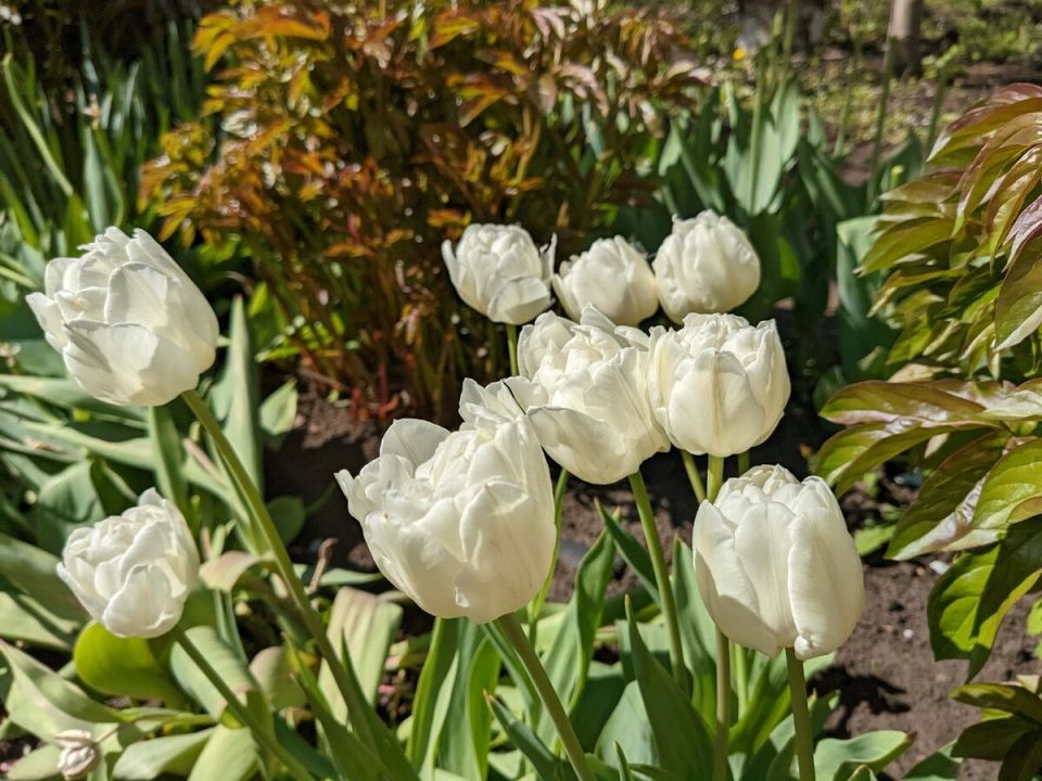 Ожидание цветов: что высаживать в мае на даче