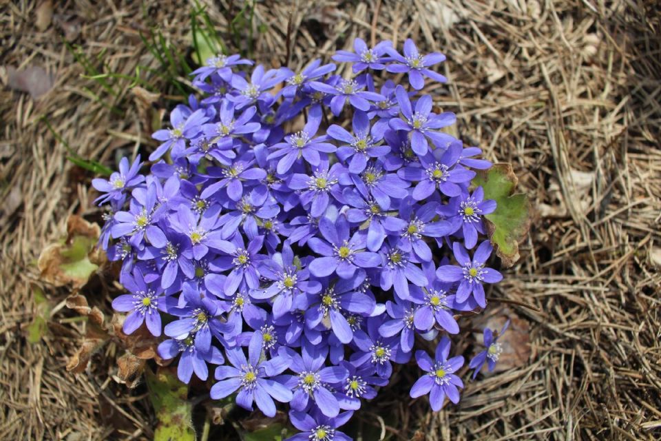 Печеночницы: весеннее чудо, недоступное для большинства садоводов