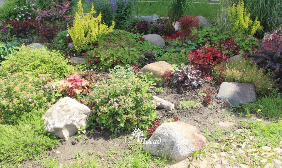 Неприхотливые цветы: идеальные спутники для ленивых садоводов