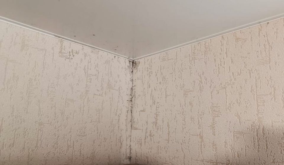 Скрытая угроза плесени: как защитить свой дом и здоровье