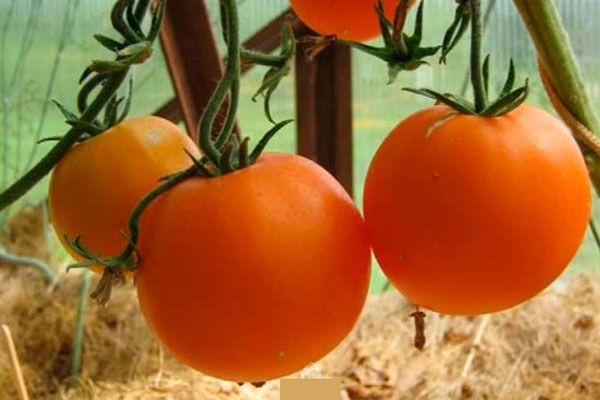 Секреты успешного урожая: как помидоры сорта Абрикос станут вашей гордостью