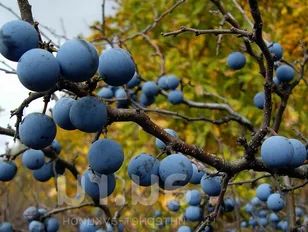 Тёрн: дикий помощник в вашем саду, которого вы не заметили