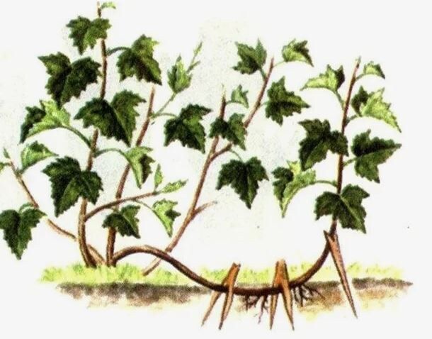 Как проверить укоренение чёрной смородины: советы для садоводов