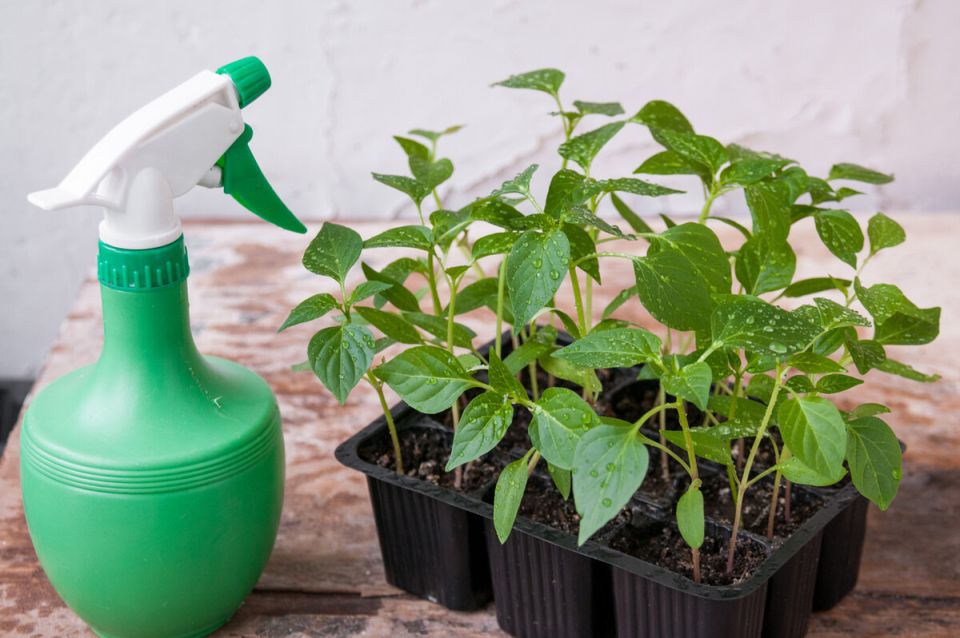 ��� �������� ������� �� ������ ����� � ����������: ������ � ��������