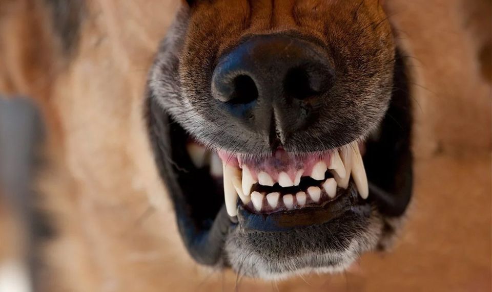 ��� �����������, ���� ������ �������: ������ ���� � ����������� ����������