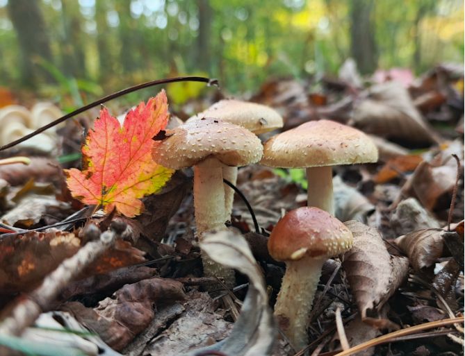 Грибы: красота или опасность? Что нужно знать перед сбором