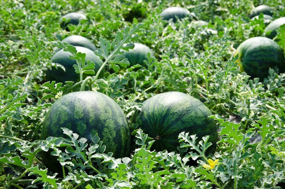 ������������ ������������ � ��������: ����� ��� �������