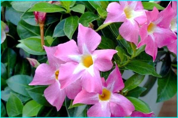 ����������: ��� ����������� ����������� ���