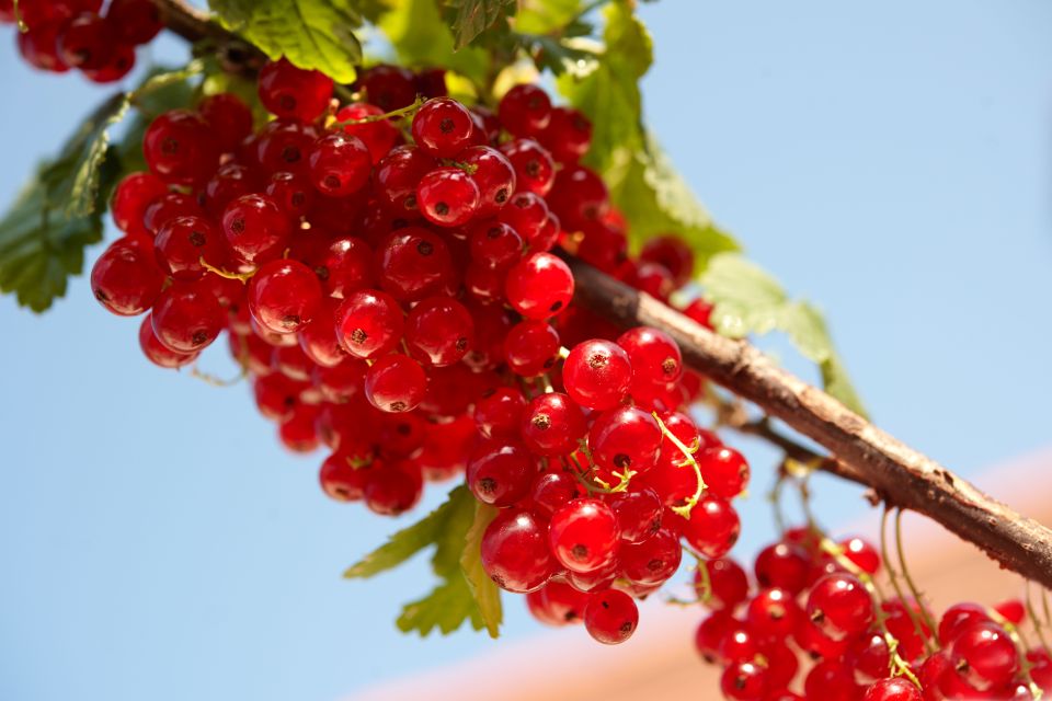 ��������� ������ �������� �������: ������� ������� ������ ����� �� ���