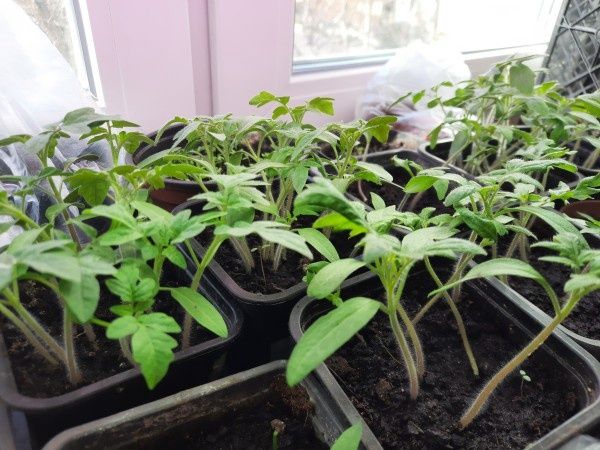 ��������� �������: ������������� ��� ������ ����� �������?