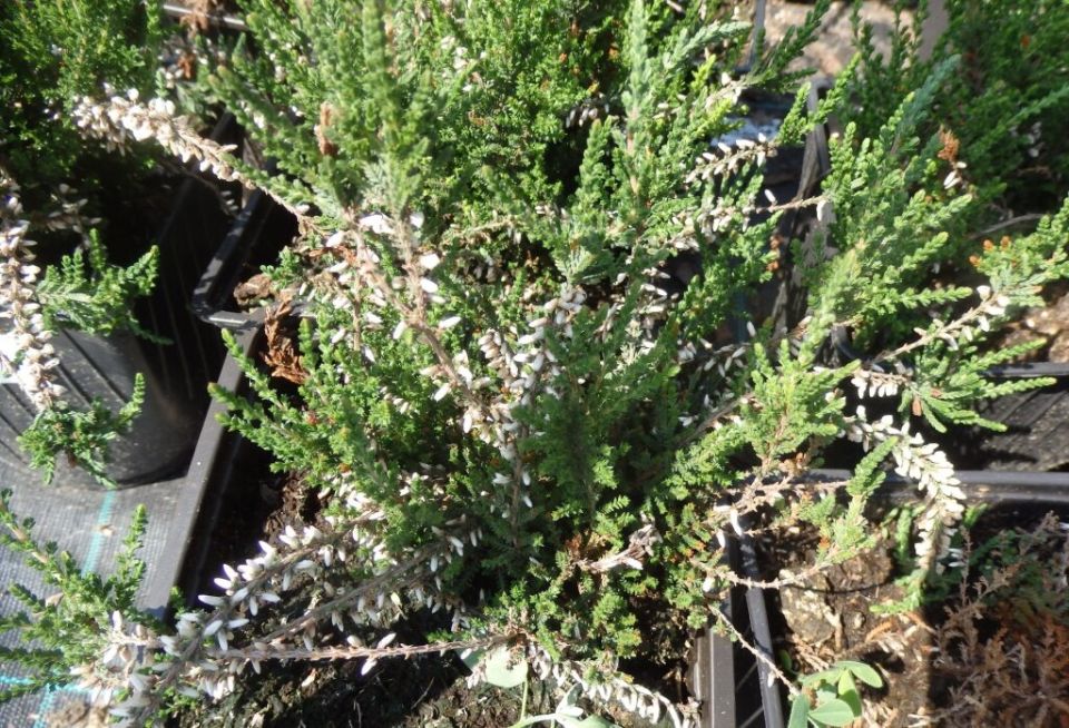 ��� ������� ����������� ������ ����������� �������: ������� ����������� �������