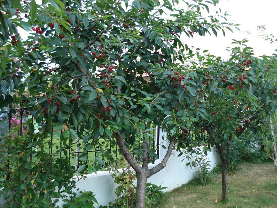 ������� ��������� ������ �����: ��� �������� ���������� ������