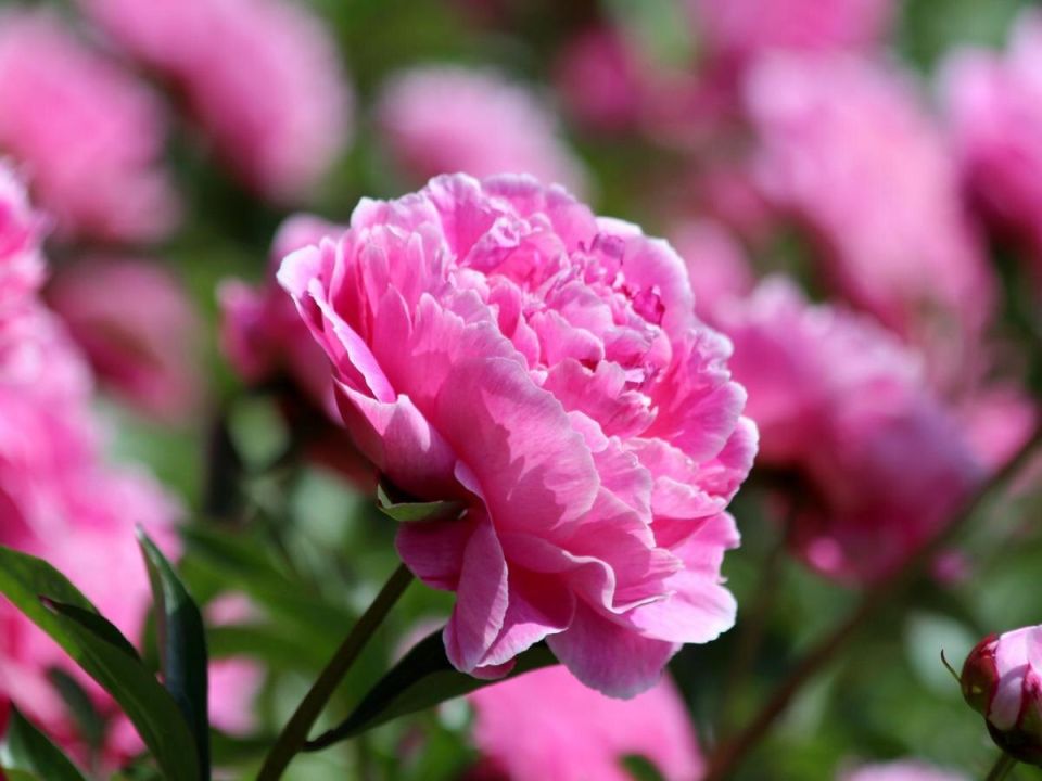 ������� ������� �������� ������: ��� ��������� � ���