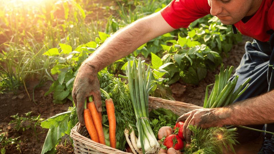 Как легально продавать собственный урожай: советы для дачников