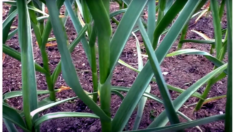 ��� ���������� ������ ������: ������� �������� ��������� ��� �������� ������