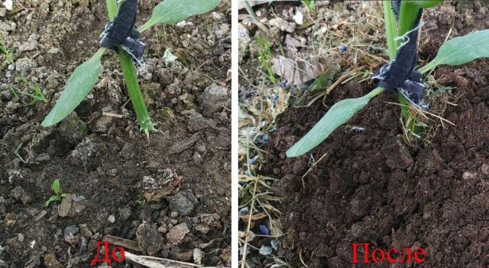Почему огурцы не радуют урожаем: ищем решение вместе