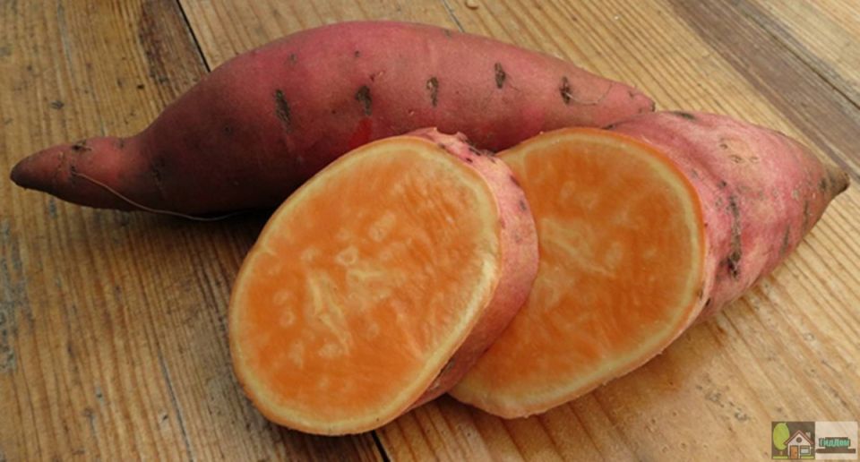 �����: ����������� ������, ������� �������� ���