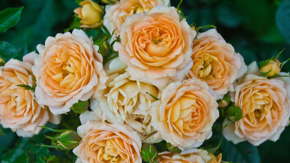 ��� ������� �������� ������ ����� ������ ���� ����: ������������ ����������