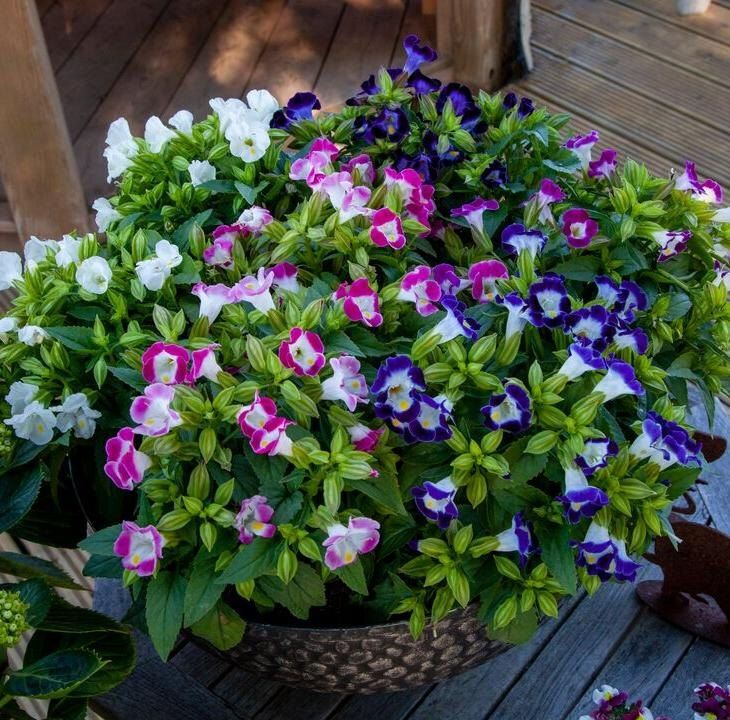 ������� ������������ ������: ����� ����� ���� ������