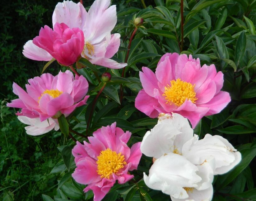 �������� � ��� ����� ������