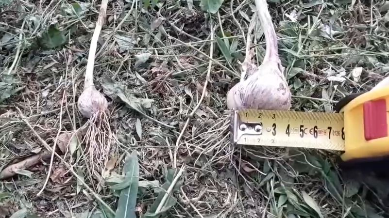 ������� ���������� ������: ������ ������ ��� ����� ����� �������