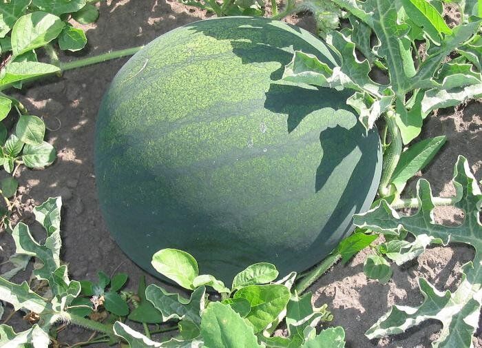 ��� ��������� ��������� ����� � �������: ������� ��������� �����