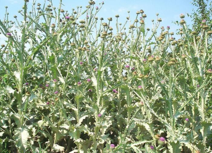 Эффективные способы борьбы с сорняками без применения химии